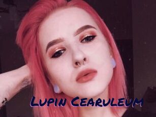 Lupin_Cearuleum